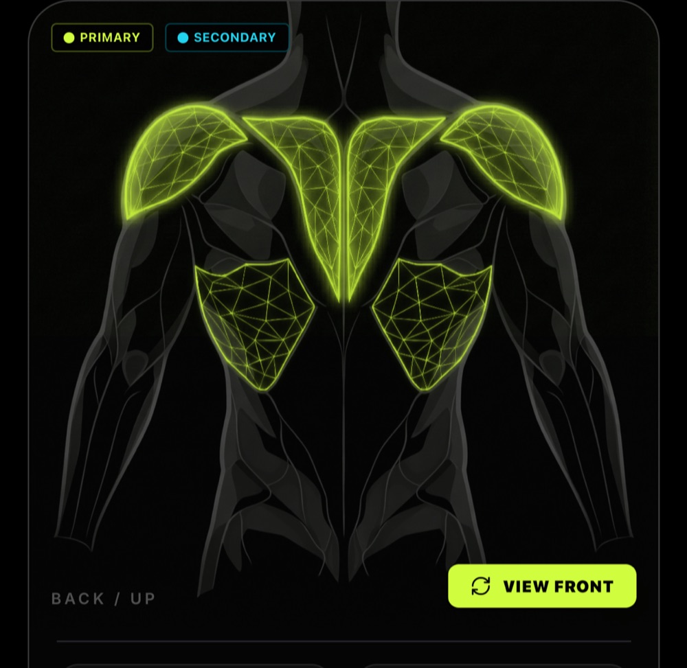 EVX app: anatomical back map highlighting the primary muscles engaged by the Pendlay row